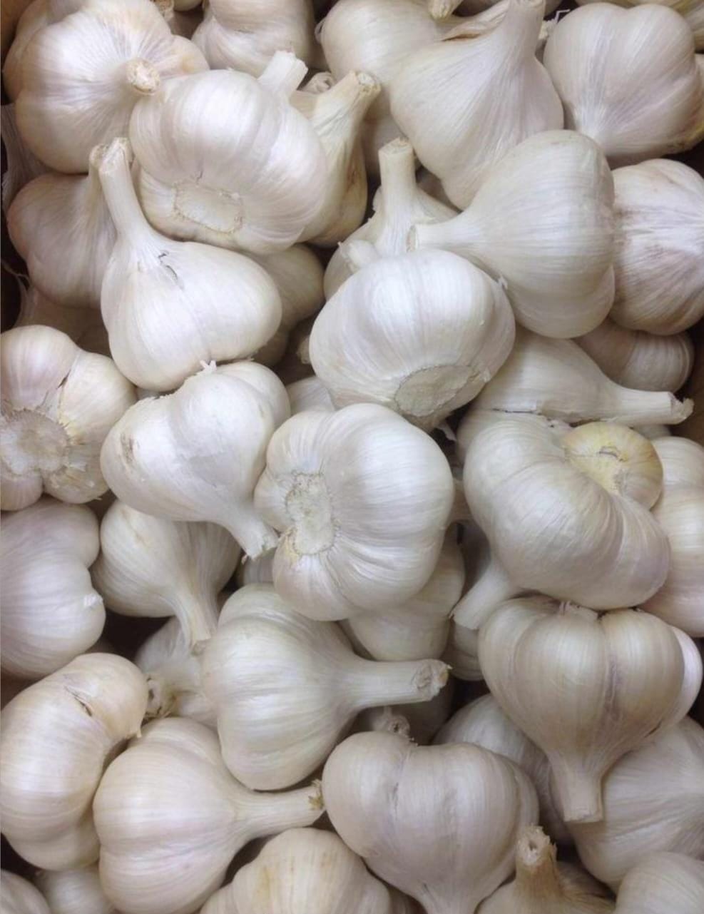 Garlic