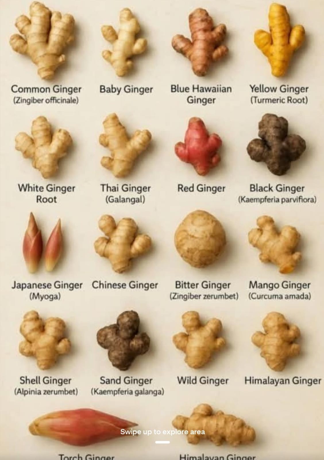 Ginger