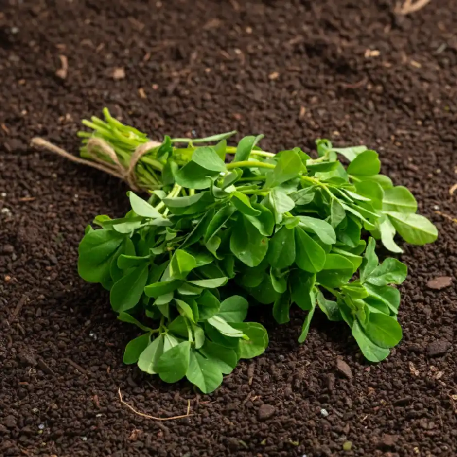 Methi