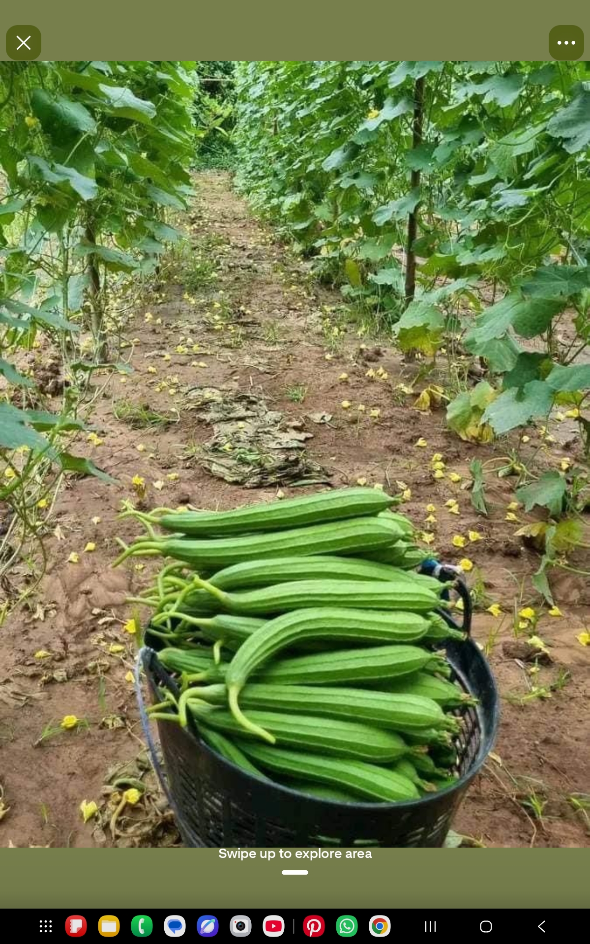 Ridge Gourd