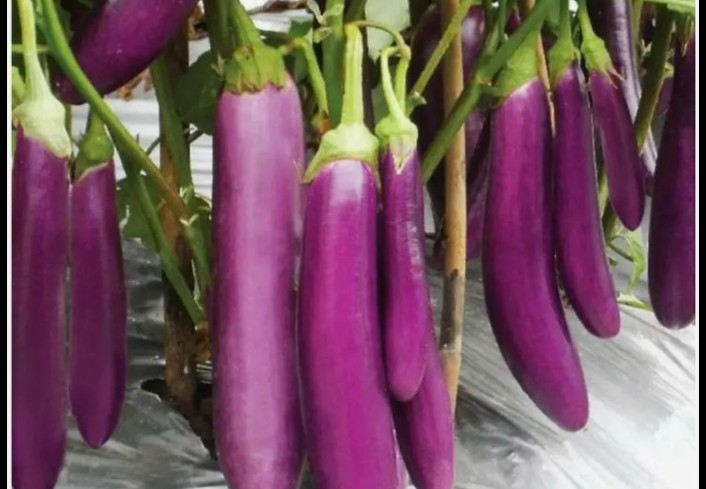 Brinjal