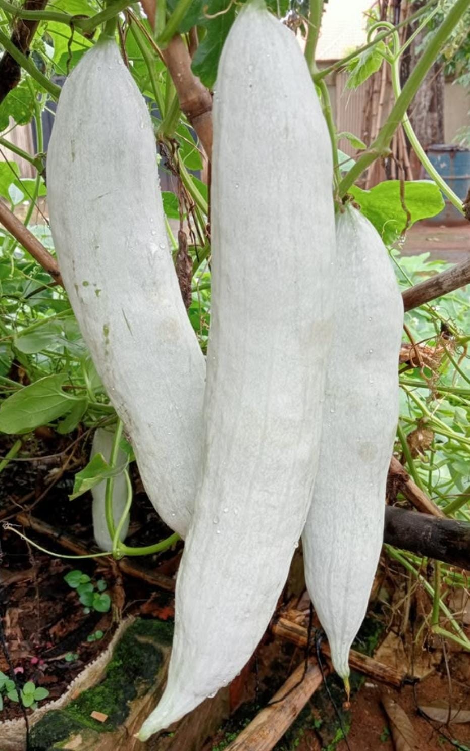 Snake Gourd