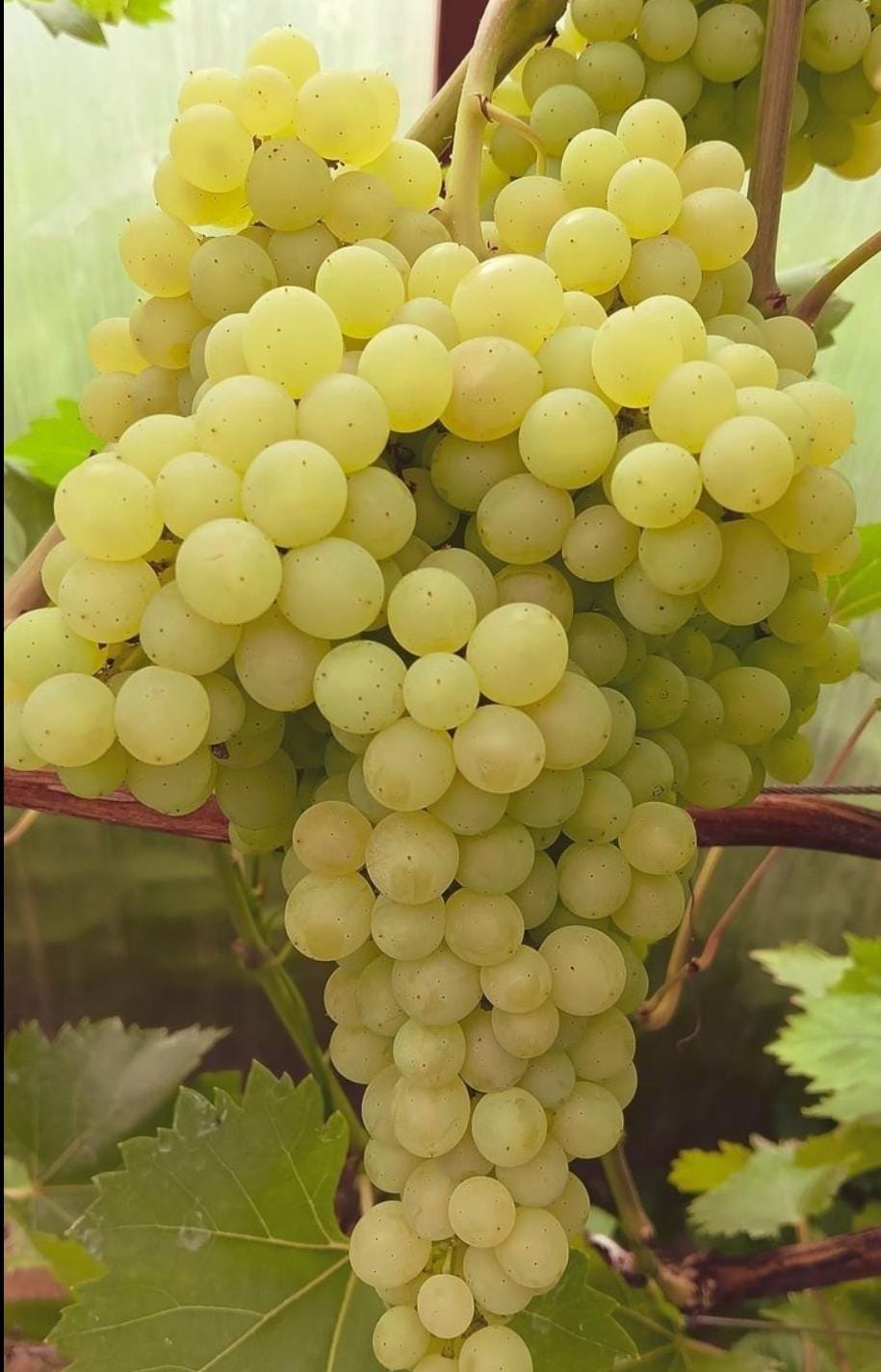 Green Grapes