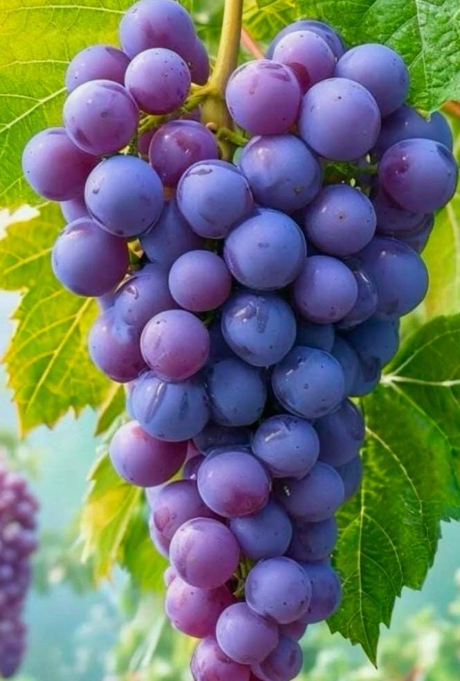 Grapes Black