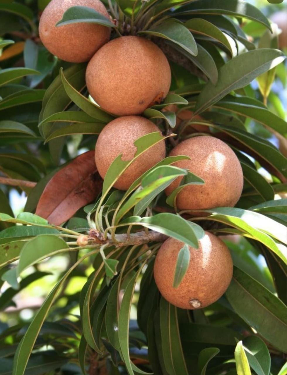 Sapota