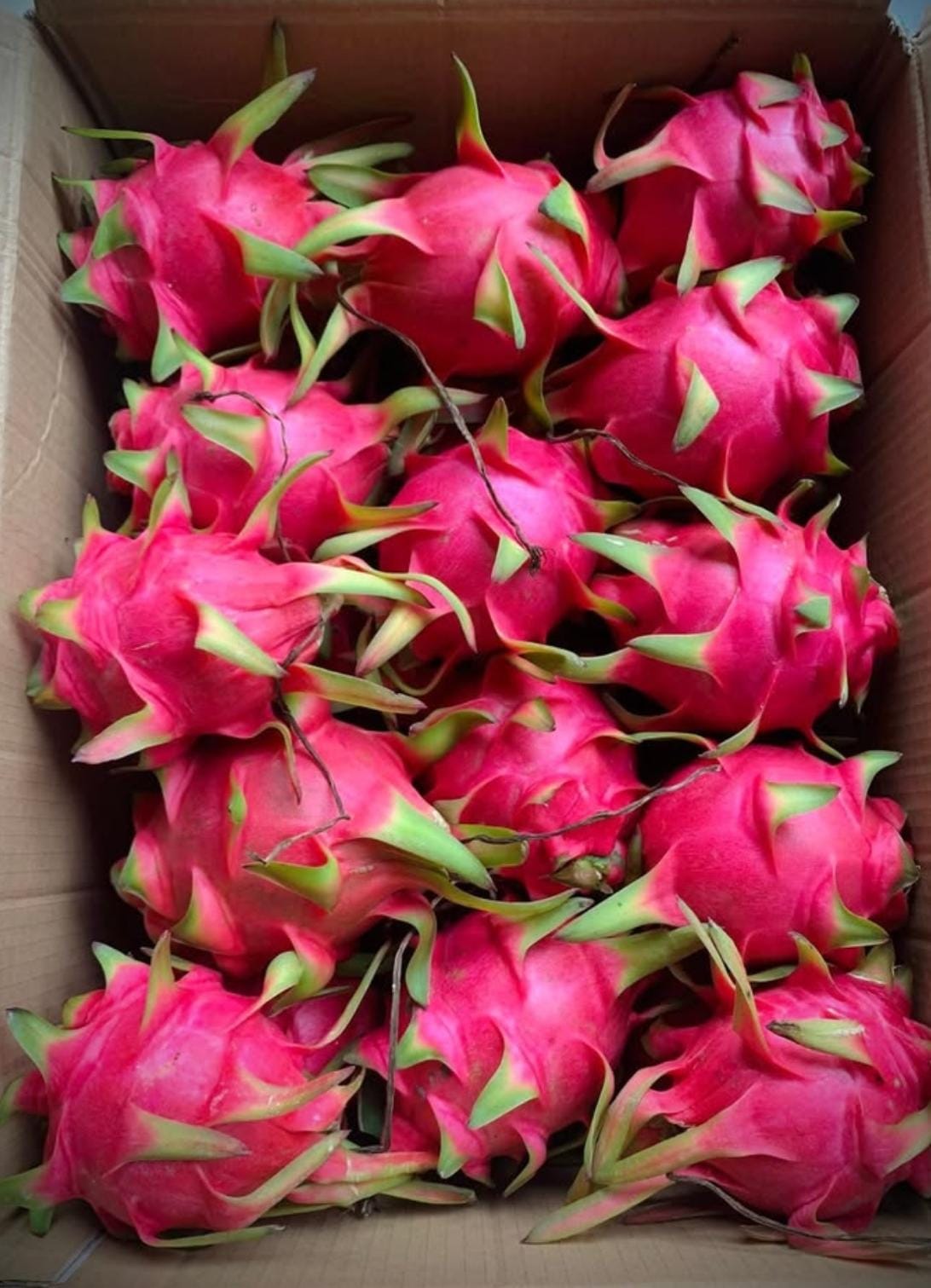 Dragon Fruit
