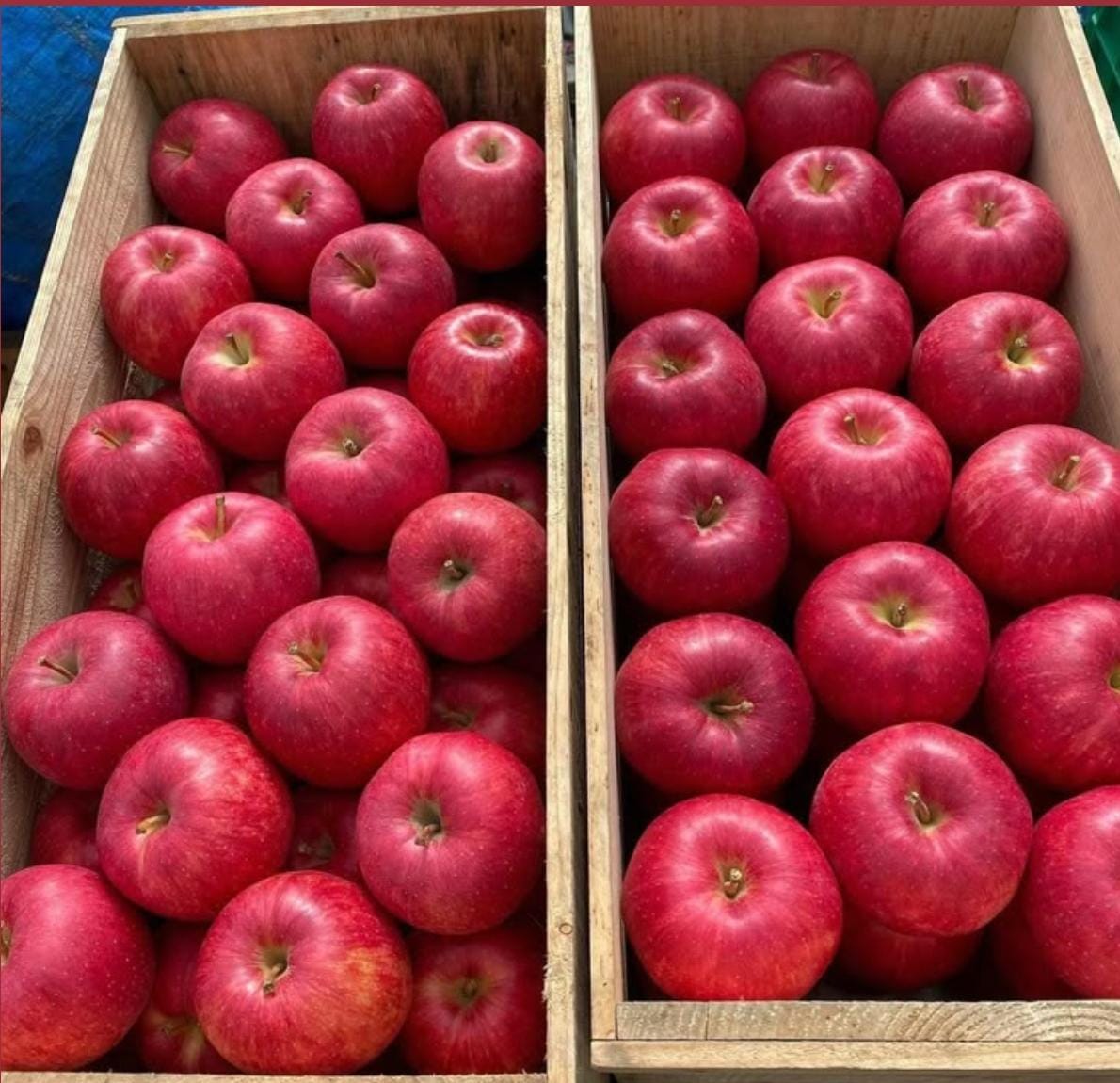 GALA Apple