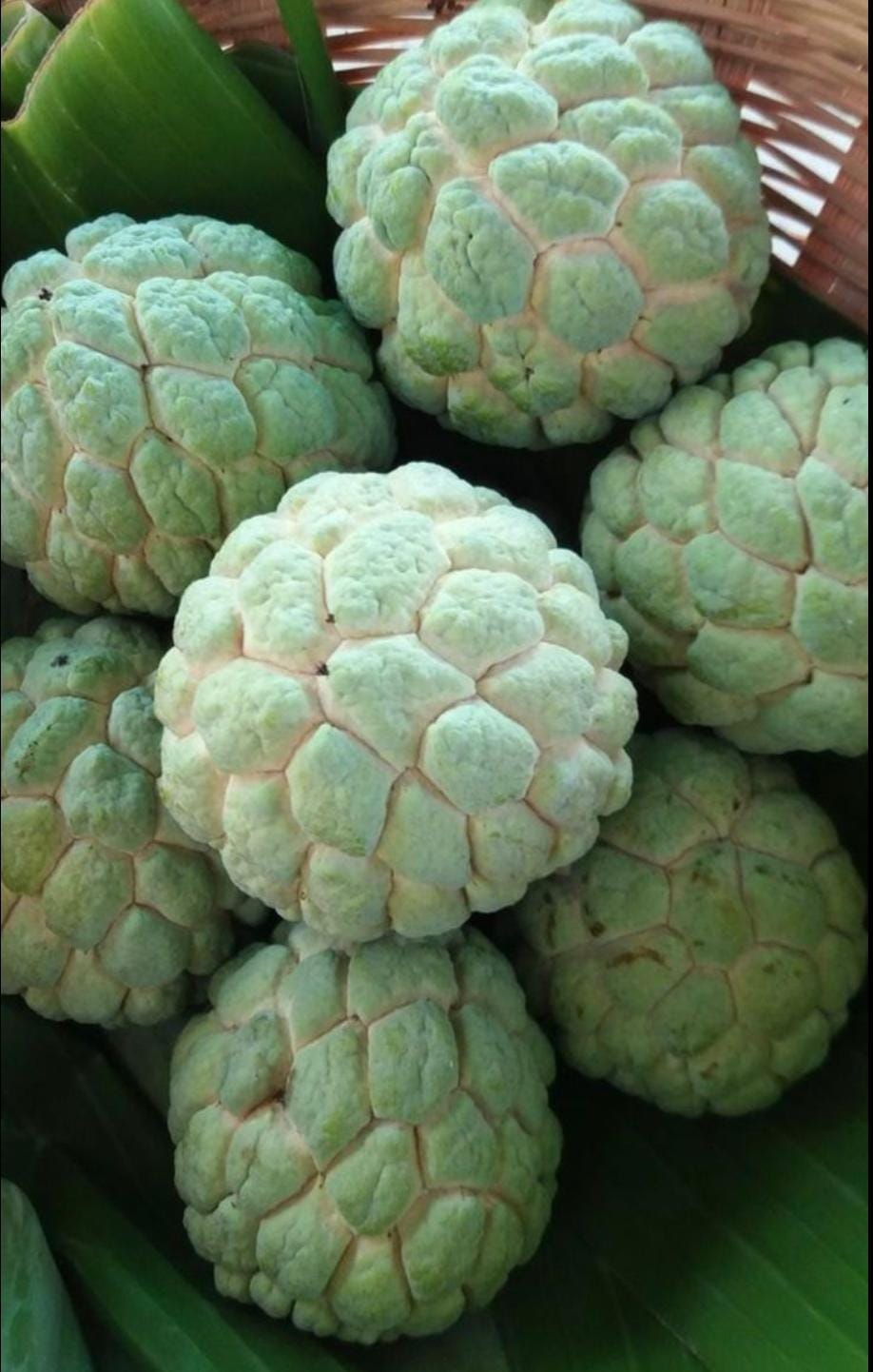 Custard Apple (Seethaphal)