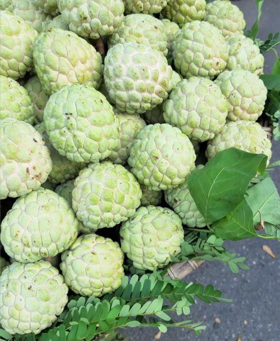 Custard Apple (Seethaphal)