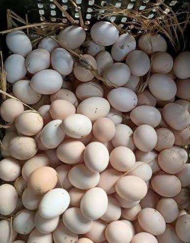 Country/Desi Eggs